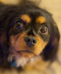 Thumbnail image for What a cute puppy!