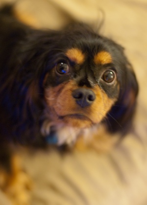 Lucky Ehrlich, a beautiful black and tan Cavalier King Charles Spaniel